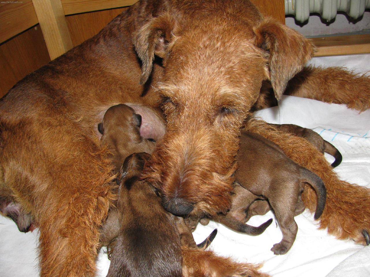 Foto: A-rose a lupen�