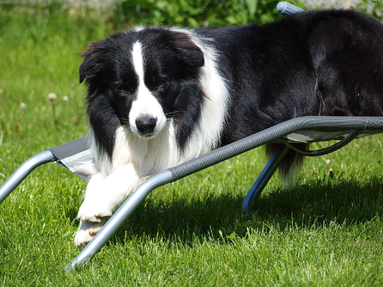 Foto: Opalova�ka-Opalujic� se pes