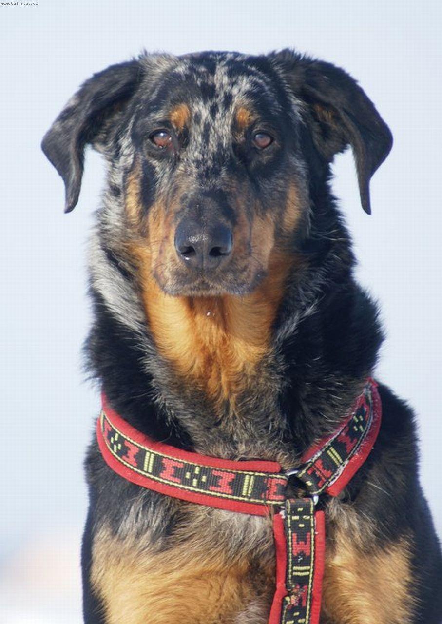Foto: Azira Le Coeur Pur-beauceron harlek�n