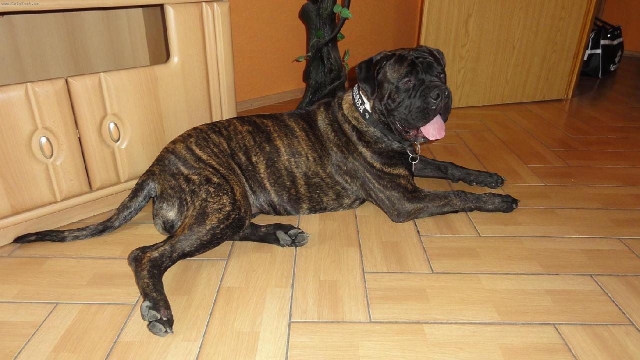 Foto: Anissa Ameerah Guinesis Star