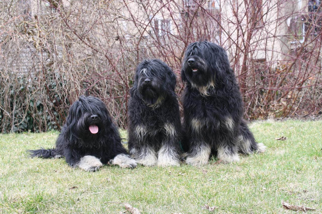 Foto: Prvn� portugal�t� ov��ci v �esk� reopblice - ch.st. Moravia Tauti