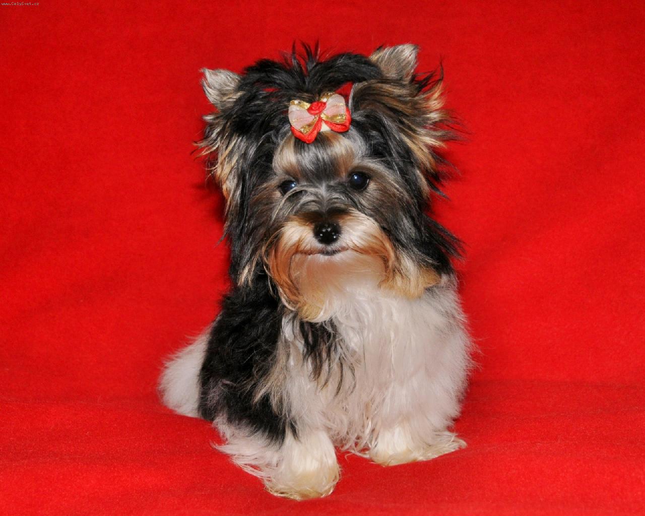 Foto: Biewer Yorkshire Terrier
