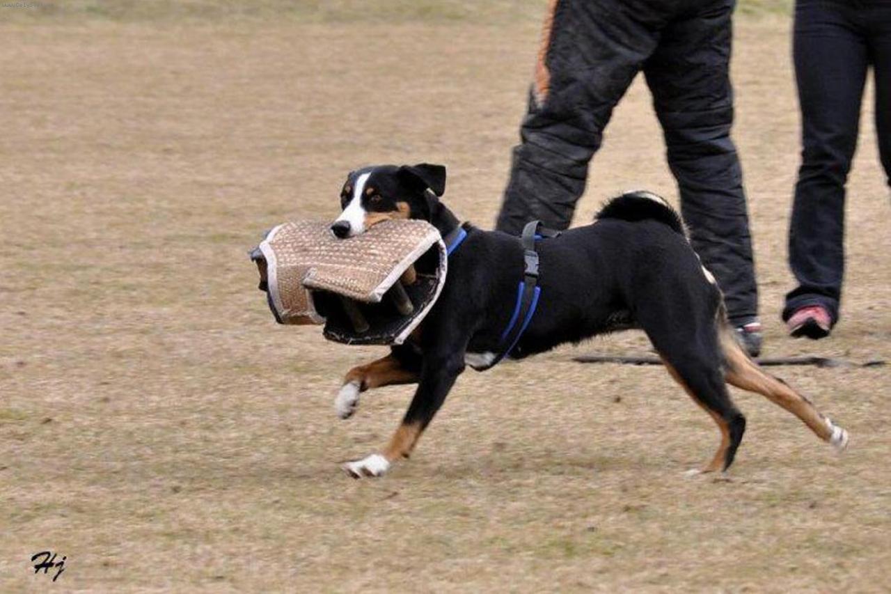 Foto: Abora z Velk�ho �jezda-n�cvik obrany 2011