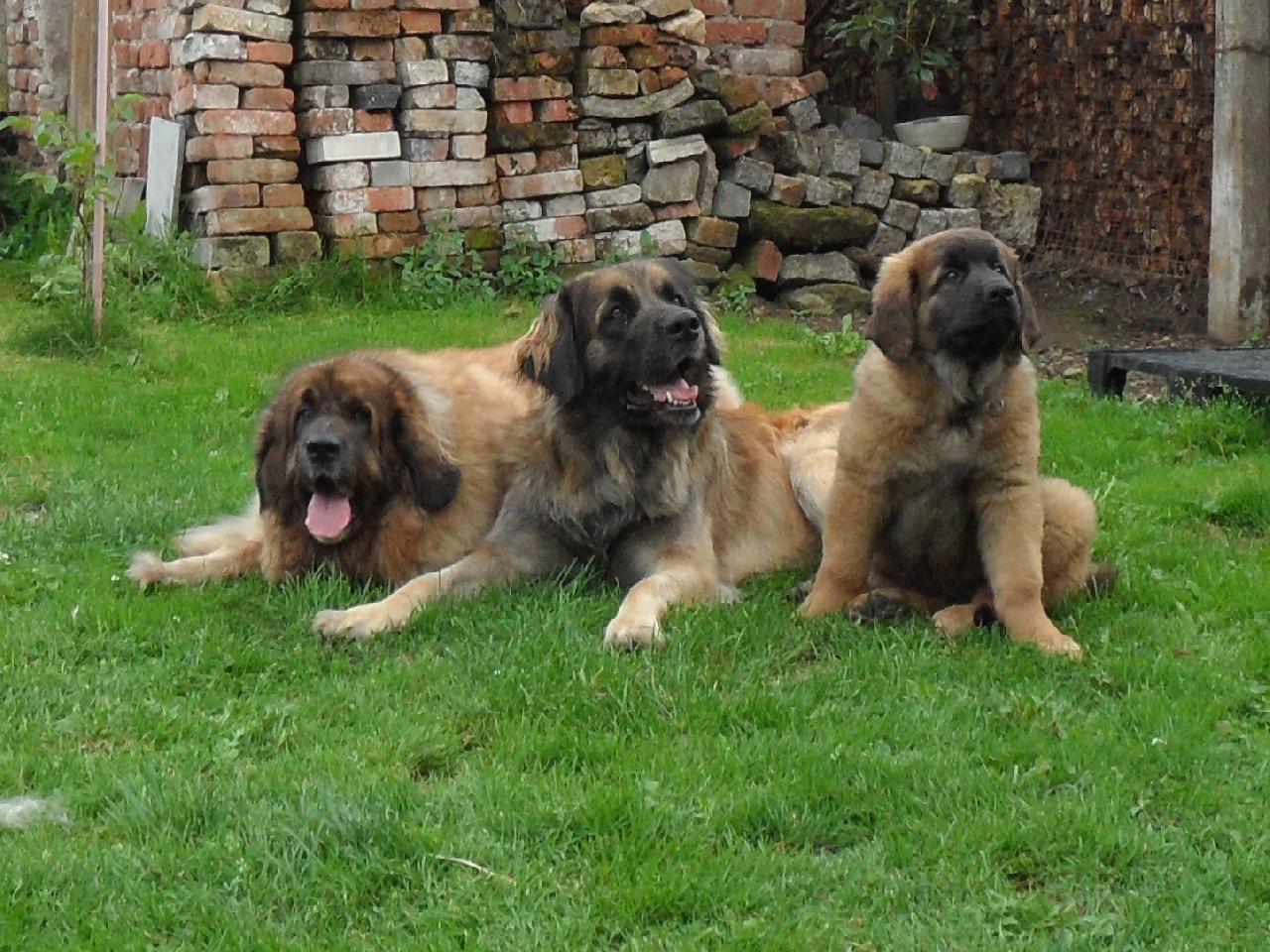Foto: leonbergers Sedmidomky-fenky leonbergera ve v�ku 10  a 3 roky a 2,5 m�s�ce