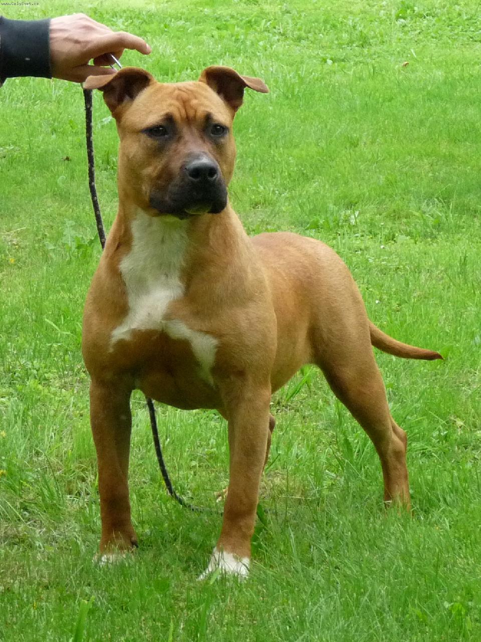 Foto: Zolotoy Angel Hranitel Olmar Bounty Meloun-import USA