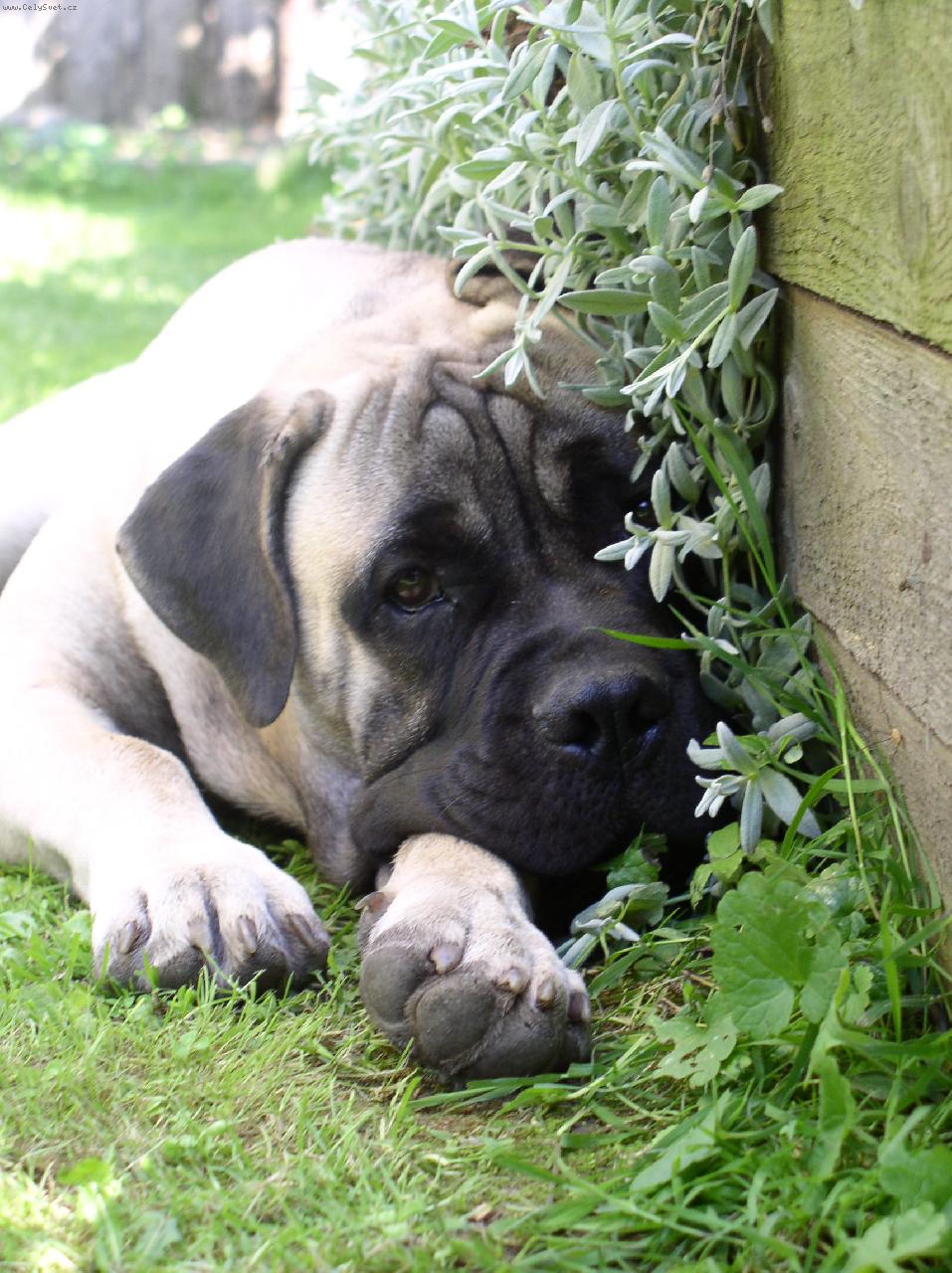 Foto: Athea z Bernardova-Athea z Bernardova 6 m�s�c�