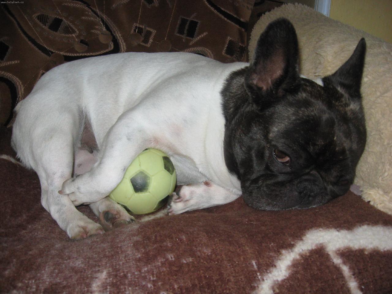 Foto: Ospal� Andulka z D��iny-Poledn� odpo�inek s m��kem