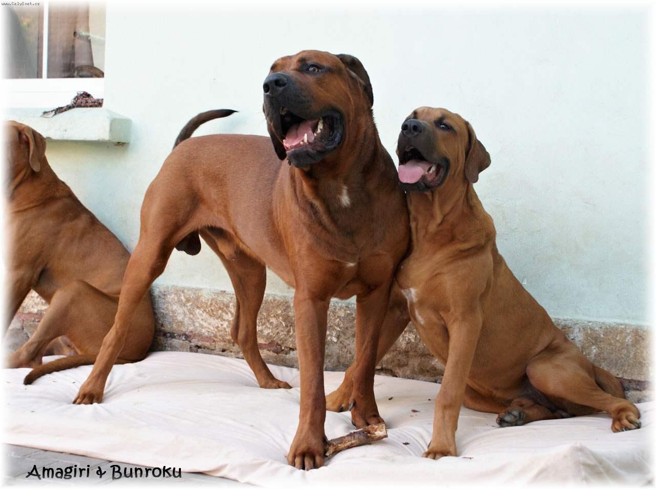 Foto: Amagiri a Bunroku Keicho No Eki MAEGASHIRA-na�i chlapci ve v�ku 26 a 6 m�s�c�