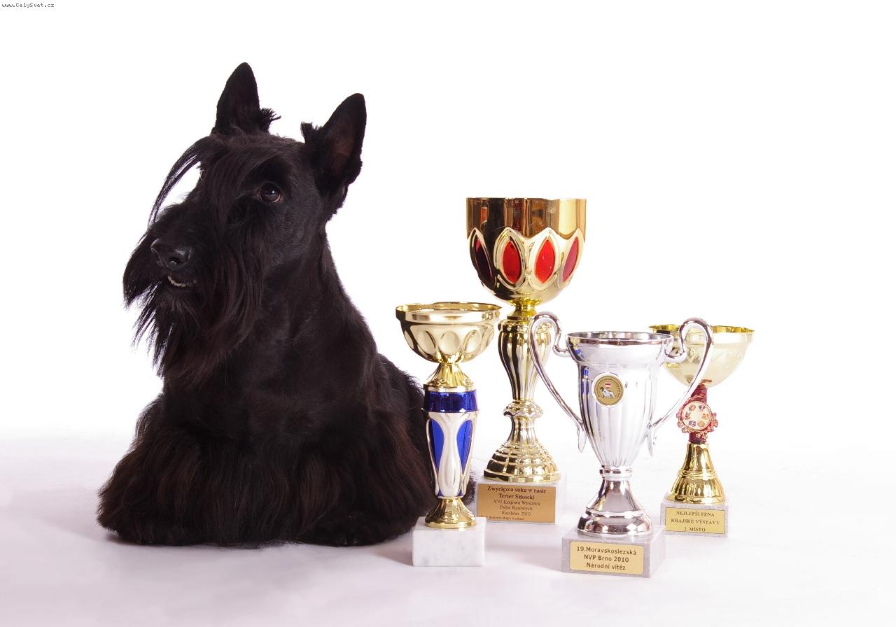 Foto: skotsk� teri�r-Summer Folly Lucia�s Dream (Storm Warning Lucia�s Dream x Serendipity Lucia�s Dream)