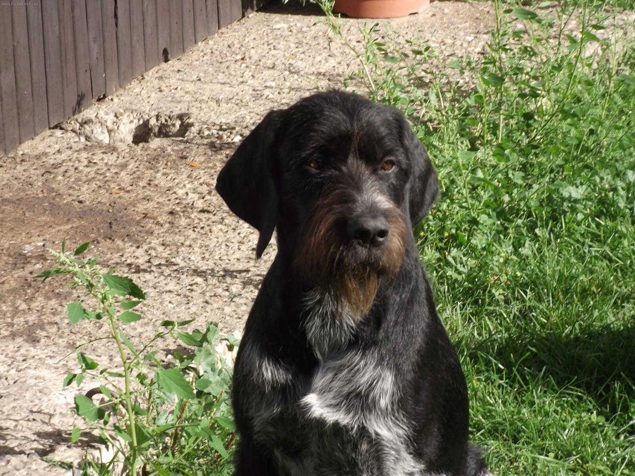 Foto: Em�r z Myslivcova dvora-N�meck� dr�tosrst� oha�