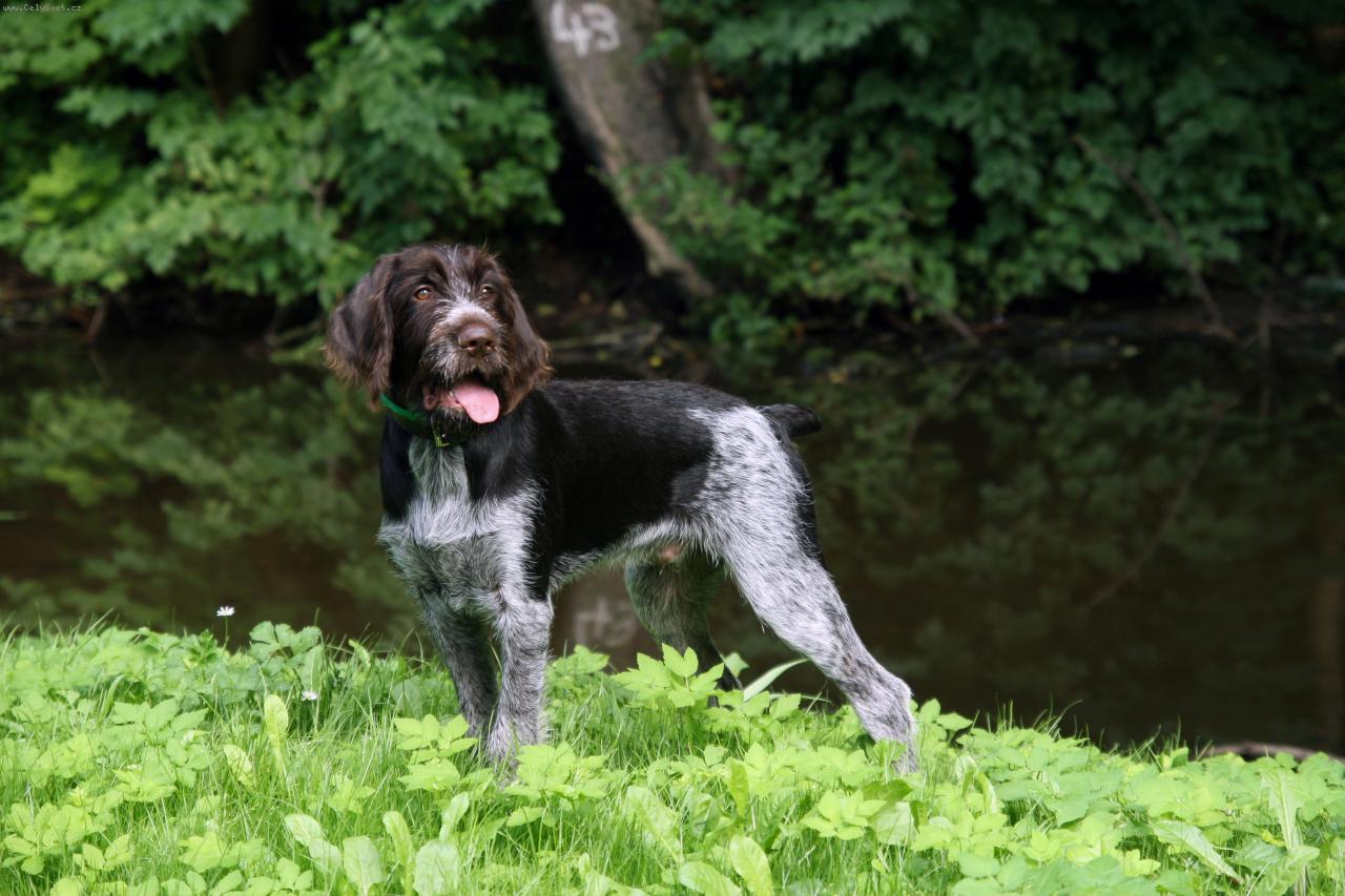 Foto: Cicero z P�skov� zahrady