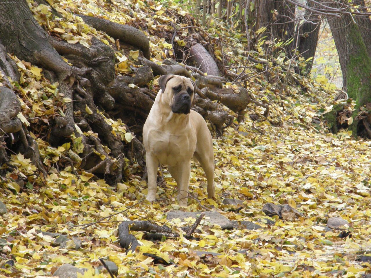 Foto: Gordon a podzim