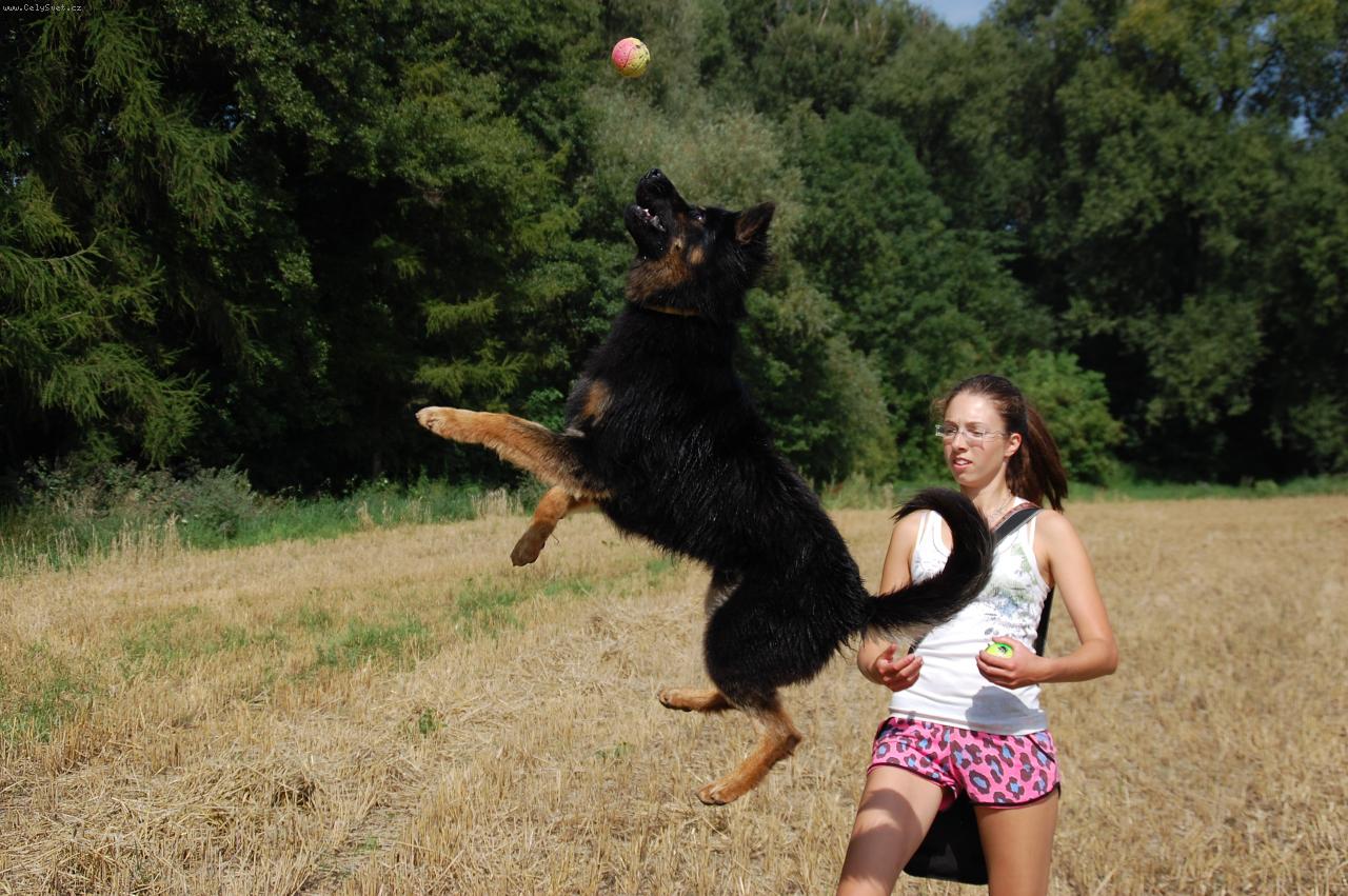 Foto: Sagar z Da�ick�ho z�ti��-Chodsk� pes ke kryt�