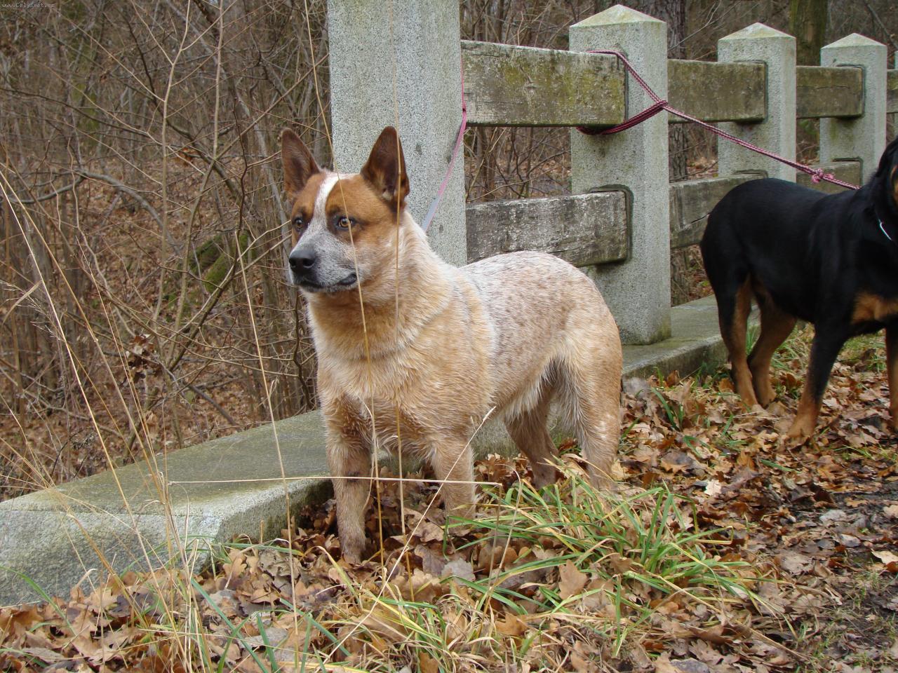 Foto: Archie Cross Krumbox Czech-14 m�s�c�