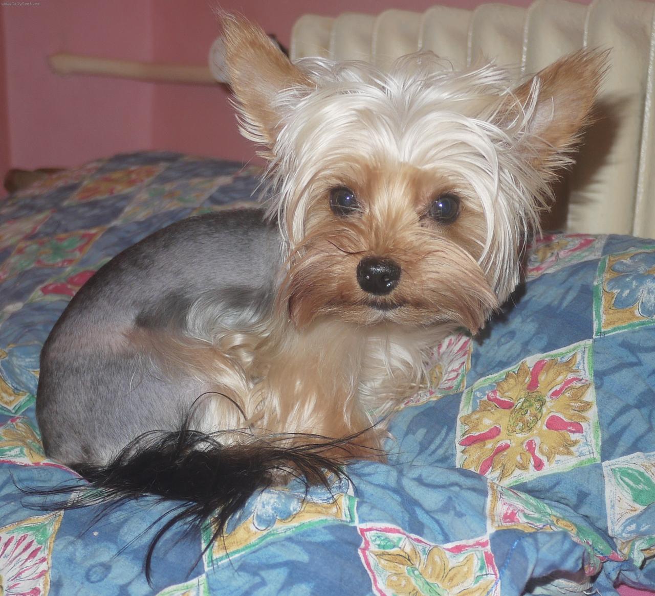 Foto: Smokee-Ro�n� pejsek