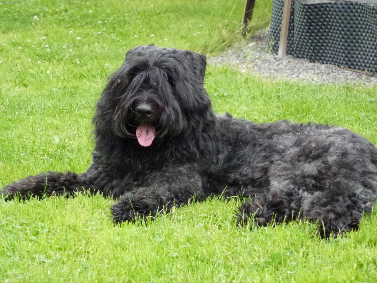 Foto: Flandersk� bouvier Alma od Citovsk�ho ml�na