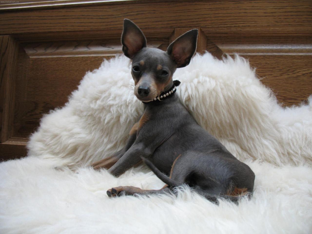 Foto: Ferdinand Rann� svit, CHS Amareus-Modr� Pra�sk� krysa��k ,VN,V1,Res CAC,CAC