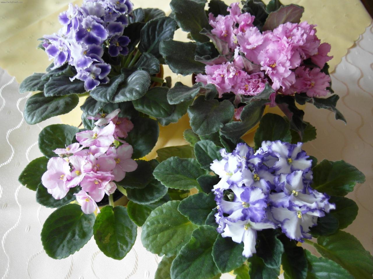 Foto: moje kr�sky1