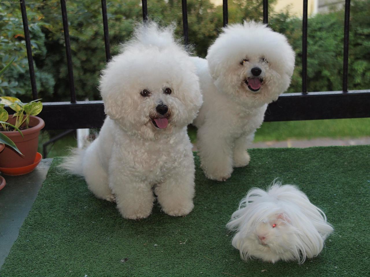 Foto: Dami�ek a Bi�ko s Bert�kem