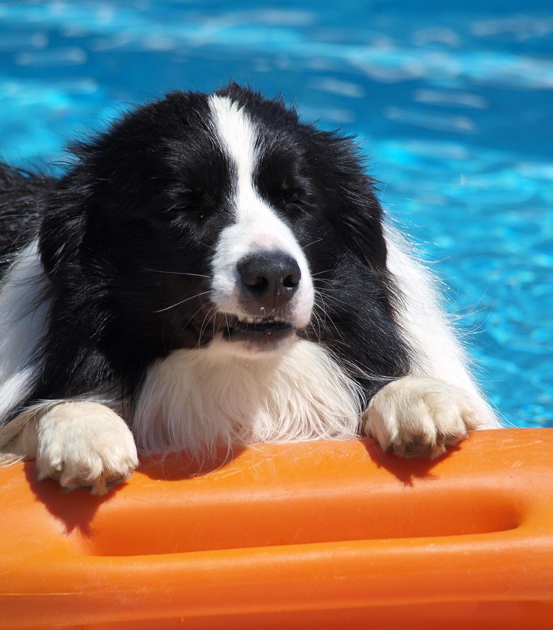 Foto: Border Collie Krmel�n-pob�e�n� hlidka