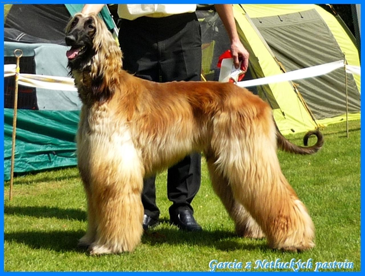 Foto: Garcia z Netluck�ch pastvin-28.7.2012 St�edoevropsk� speci�ln� v�stava chrt� Konopi�t�: V1, Cac