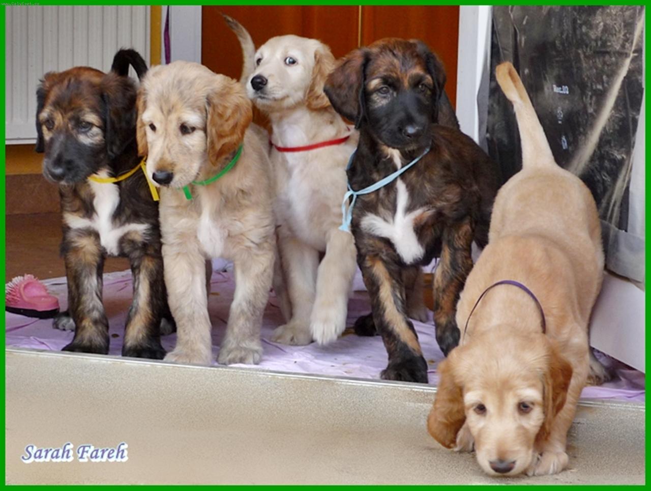 Foto: Afg�nsk� chrt �t���tka z vrhu A - Sarah Fareh: zleva Anife, Austin, Athena, Aramis a Angelina-Afg�nsk� chrt �t���tka z vrhu A - Sarah Fareh: zleva Anife, Austin, Athena, Aramis a Angelina