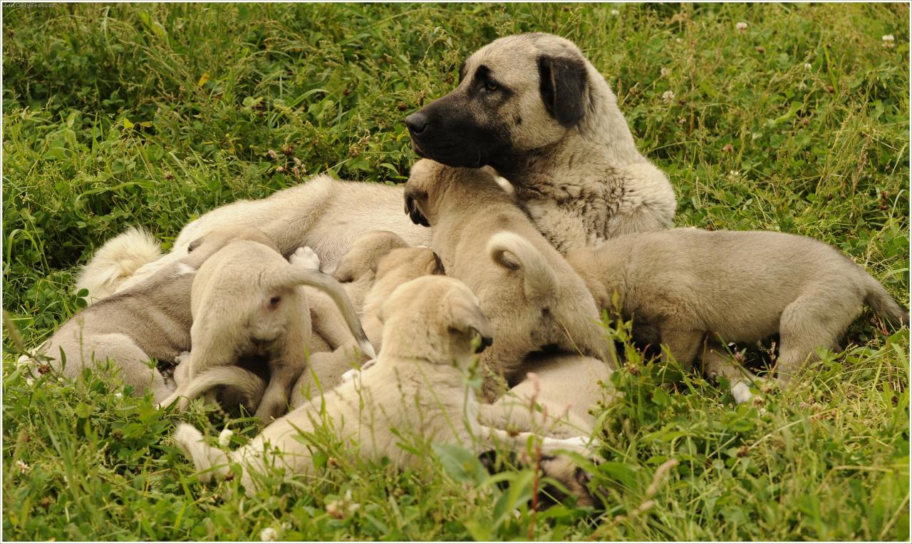 Foto: �t��ata Anatolsk�ch pasteveck�ch ps�-CHS AriaDor Tis� �t���tka k odb�ru