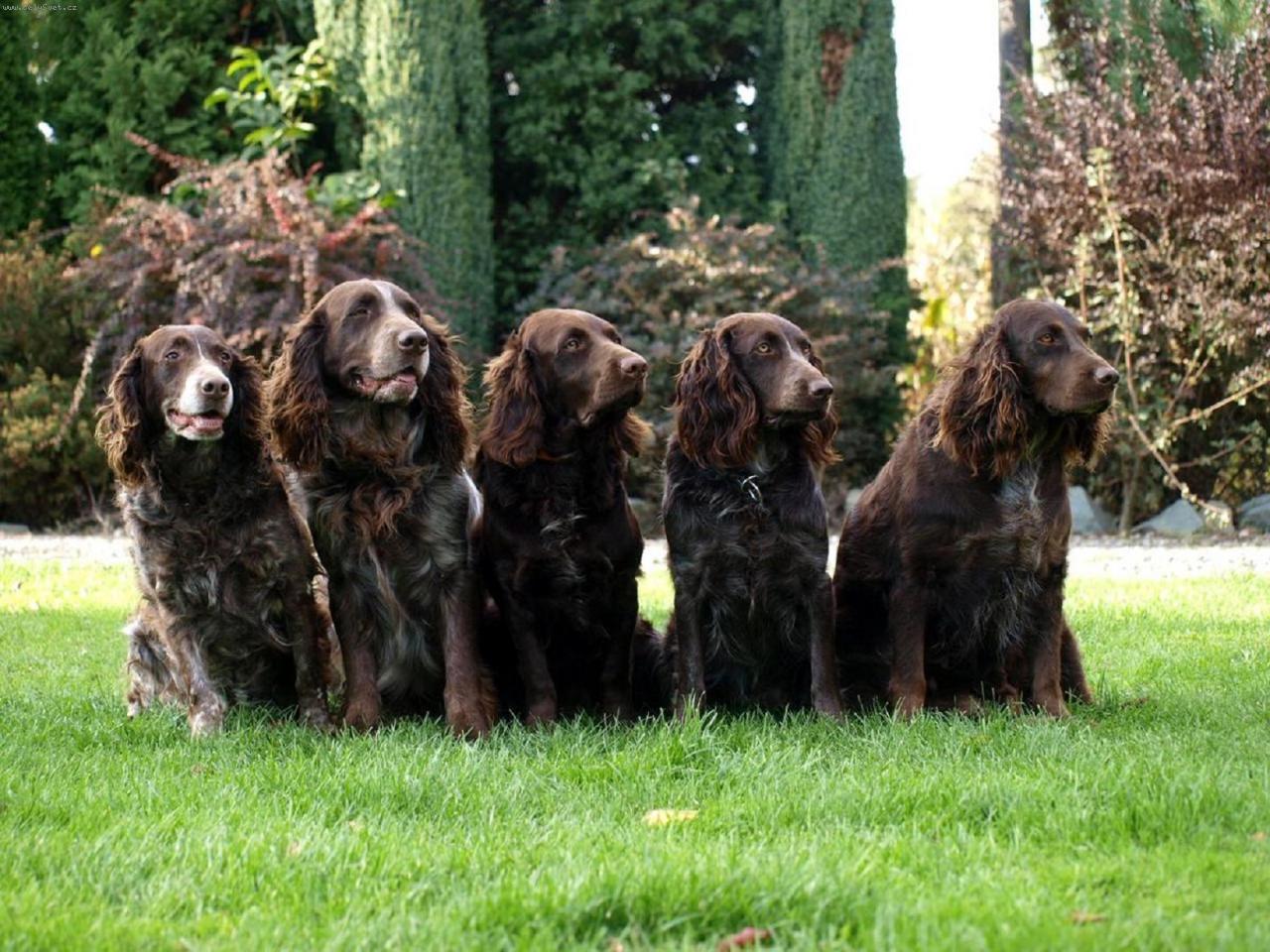 Foto: CHS Any-Bon-Gira Jezbo�ice,Archie Any-Bon,Funny Any-Bon,Ennie Any-Bon,aretha Any-Bon