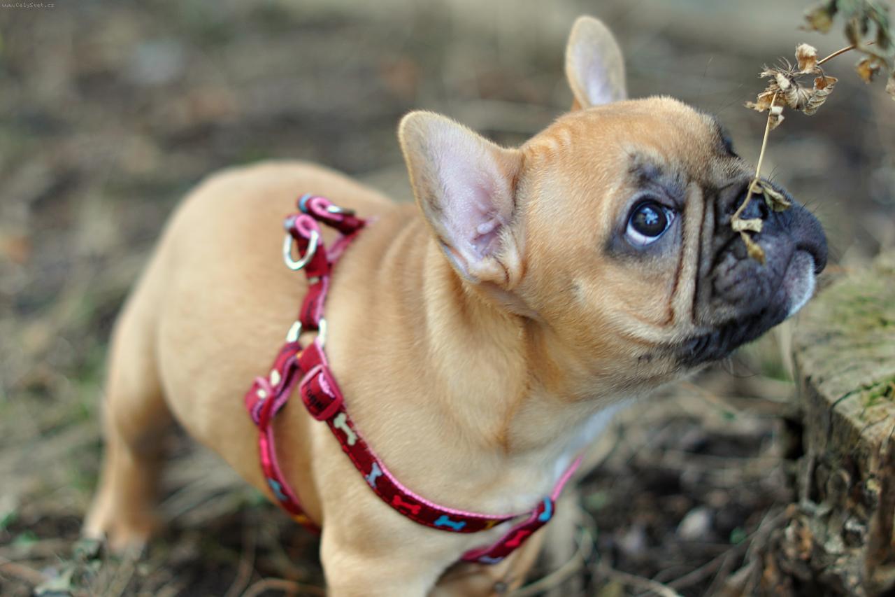 Foto: Bo�enka-Bo�enka venku