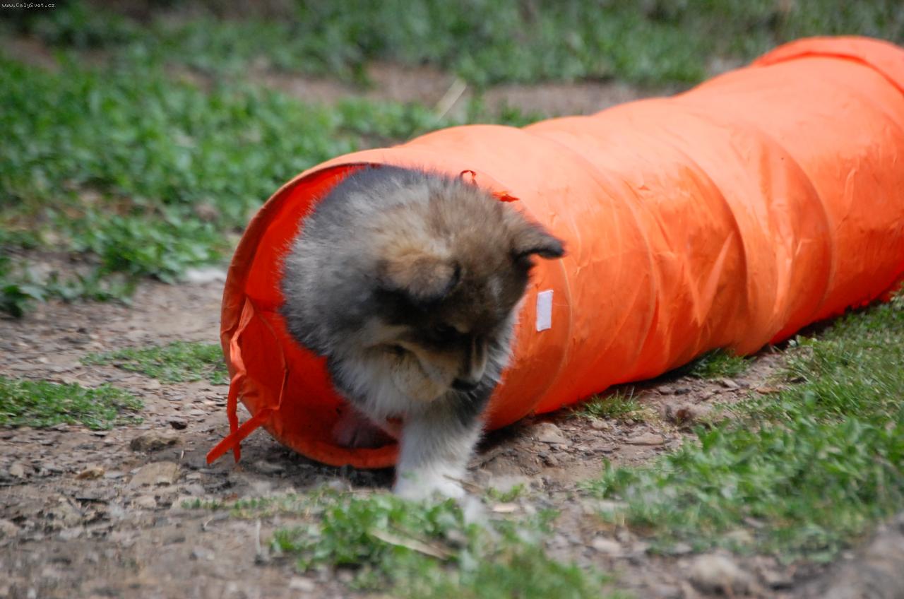 Foto: Lapinkoira-u� jako mal� �t���tka tr�nujeme