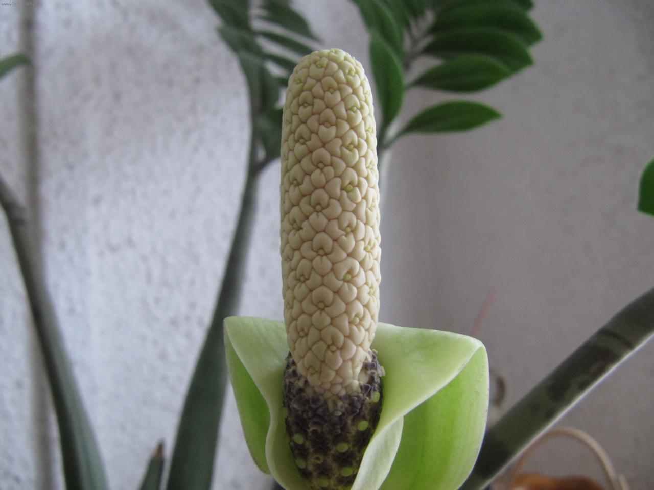 Foto: Takhle krasavec kvete.