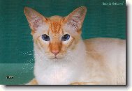 Mat�sek - balin�z��ek s �erven�mi odznaky