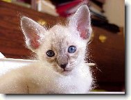 Balin�sk� kot�