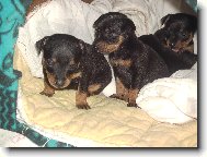 �t��ata krysa��ku