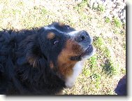 Harry - m� se b�t nemus�te