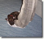 Buldo�ek Roz�rka - 19.3.2006