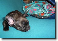 Buldo�ek Roz�rka - 2,5 m�s�ce