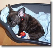 Buldo�ek Roz�rka - 3 m�s�ce