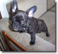 Buldo�ek Roz�rka - 3,5 m�s�ce