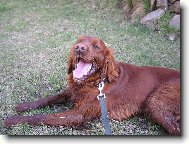 N� Max - mil��ek rodiny