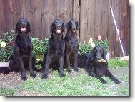 sme�ka z ch.st. Black Brianta :)