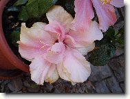 r��ov� plnokv�t�