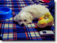 Tobby�ek kdy� je unavenej!