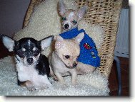 Mi�ka, Bennino M.A. a Sheriff Jeff