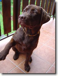 �okol�dov� Labrador Hershey