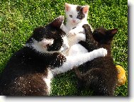 ko�i�� rodinka