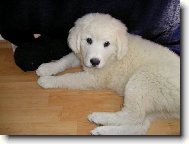 dvoum�s��n� fenka podhalana