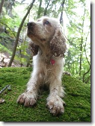 barnab� v �esk�m r�ji