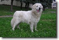 Ch.Nerka Irova Janin ran�