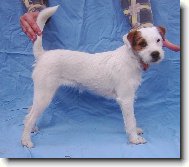 Lump�rna mi ��� z o��